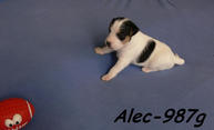 Alec