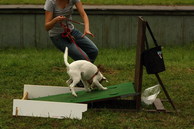flyball